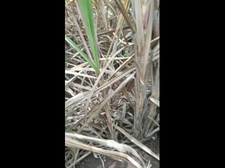 Ganne ke khet me ghody banake chudai 