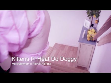 kittens in warmth do doggy preview