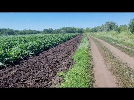 A Slender Brown-haired Eyed A Field In Which Fat Zucchini Increase In Size She Was Not At A Loss And Plucked A Few Chunks