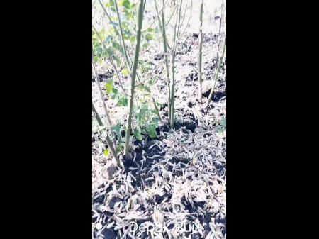 Marathi Devar fode Pooja Bhabhi ferozmente em Cultivation Cultivation Full HD Vídeo 