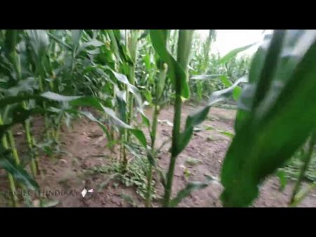 Risky Society Nature Bonk In A Cornfield - Projectsexdiary