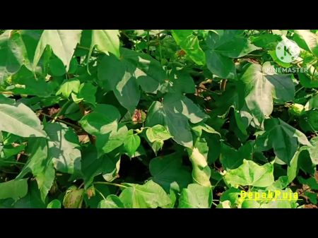 Indian Village Desi Damsel Pal And Beau Cotton Farm Hookup Damsel Pal Is Very Uber-cute Bra-stuffers And Beaver 2munt Out Water Part 2