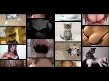 Cupcakes And Kittens ! Tittiesnkitties