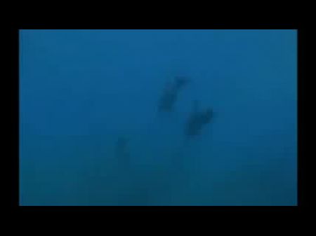 Wassersex sieht lustig aus 