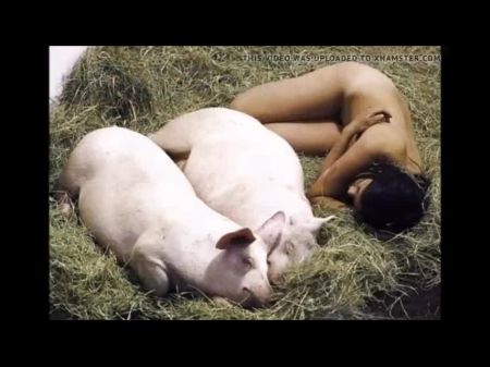 Videoclip - Disliker Pigs