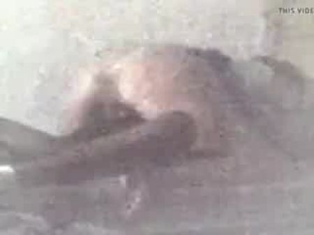 我在Applebee的公鸡上遇到了宽松的猫美洲狮