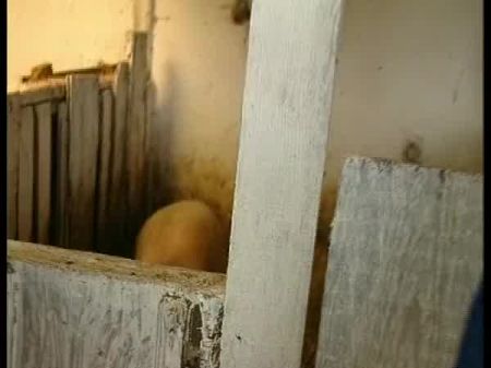 Es Lebe Das Landleben - Baeuerin Im Schweinestall Gefickt