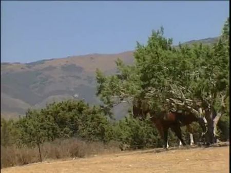 مثير أشقر رعاة البقر يحصل على صندوقها الحلاقة مليئة الديك الصعب 