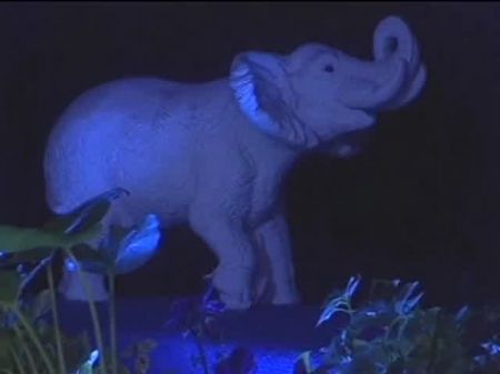 wunderschöne junge Blondine lutscht einen langen Schwanz und wird in ihre Muschi gefickt 