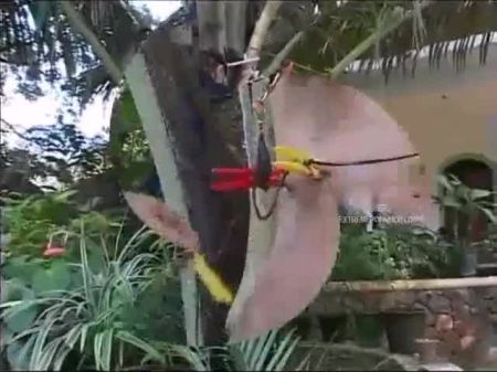 Youthfull Maidservants Violating - In