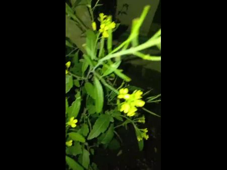 Choti Golpo Bangla Open Sloppy Hook-up Story , Doll Voice