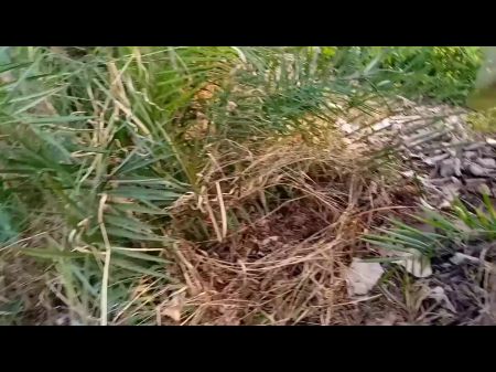 瑞图以完整的印地语音频和视频为借口来到了她姐姐的住所，在田野上行走