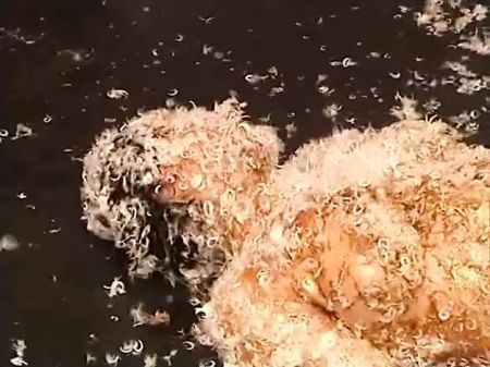 Powergames - Anthology Of Tied Up Breezies Being Tortured