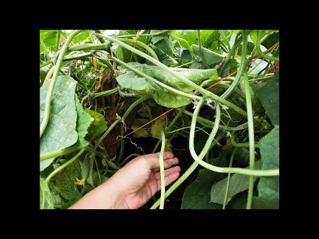 A Yam-sized Cucumber Stretched My Woolly Labia