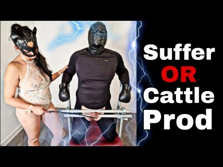 Female Dominance Sadism & Masochism Bondage Suffer Lashing Cropping Striking Or Cattle Prod Electrified Miss Raven Teaching Zero Flr Punishment